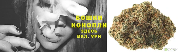 прущие грибы Пересвет